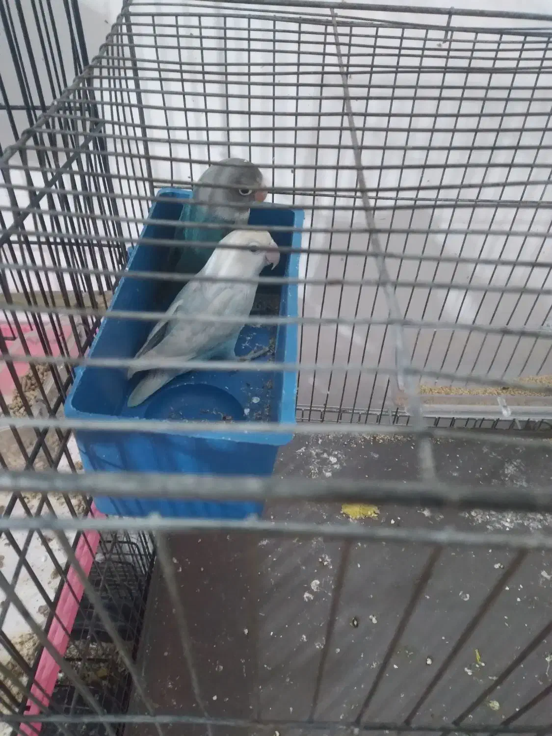 طوطی برزیلی|پرنده|هشتگرد, شهرک ریحانه|دیوار