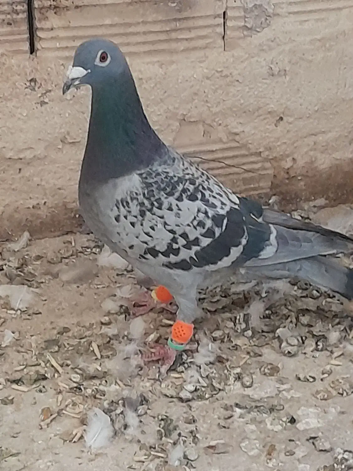 . آلمانی .سبز .پولکی|پرنده|کاشمر, |دیوار