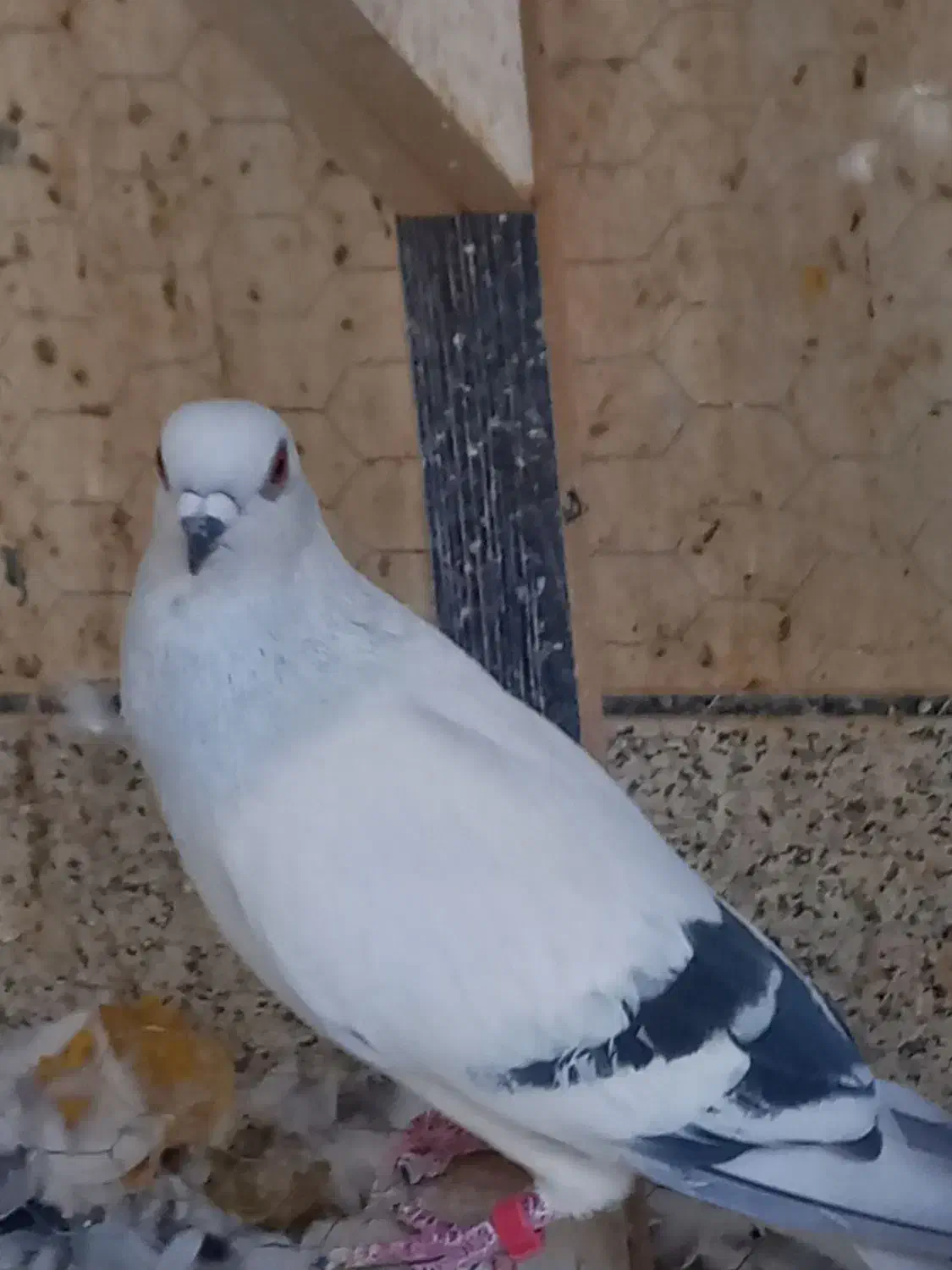 کبوتر شامی|پرنده|خمینیشهر, |دیوار