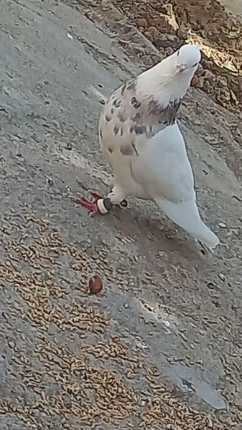 کبوتر رنگی|پرنده|گتوند, |دیوار