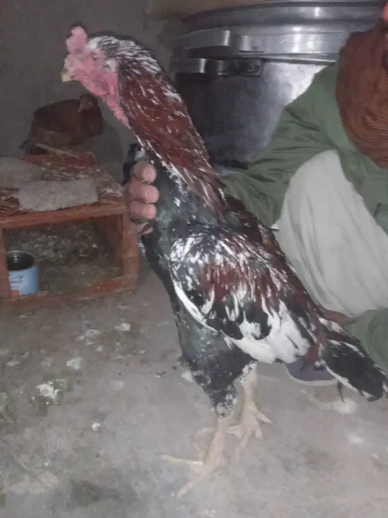 خروس لاری اصیل|حیوانات مزرعه|تفتان, |دیوار