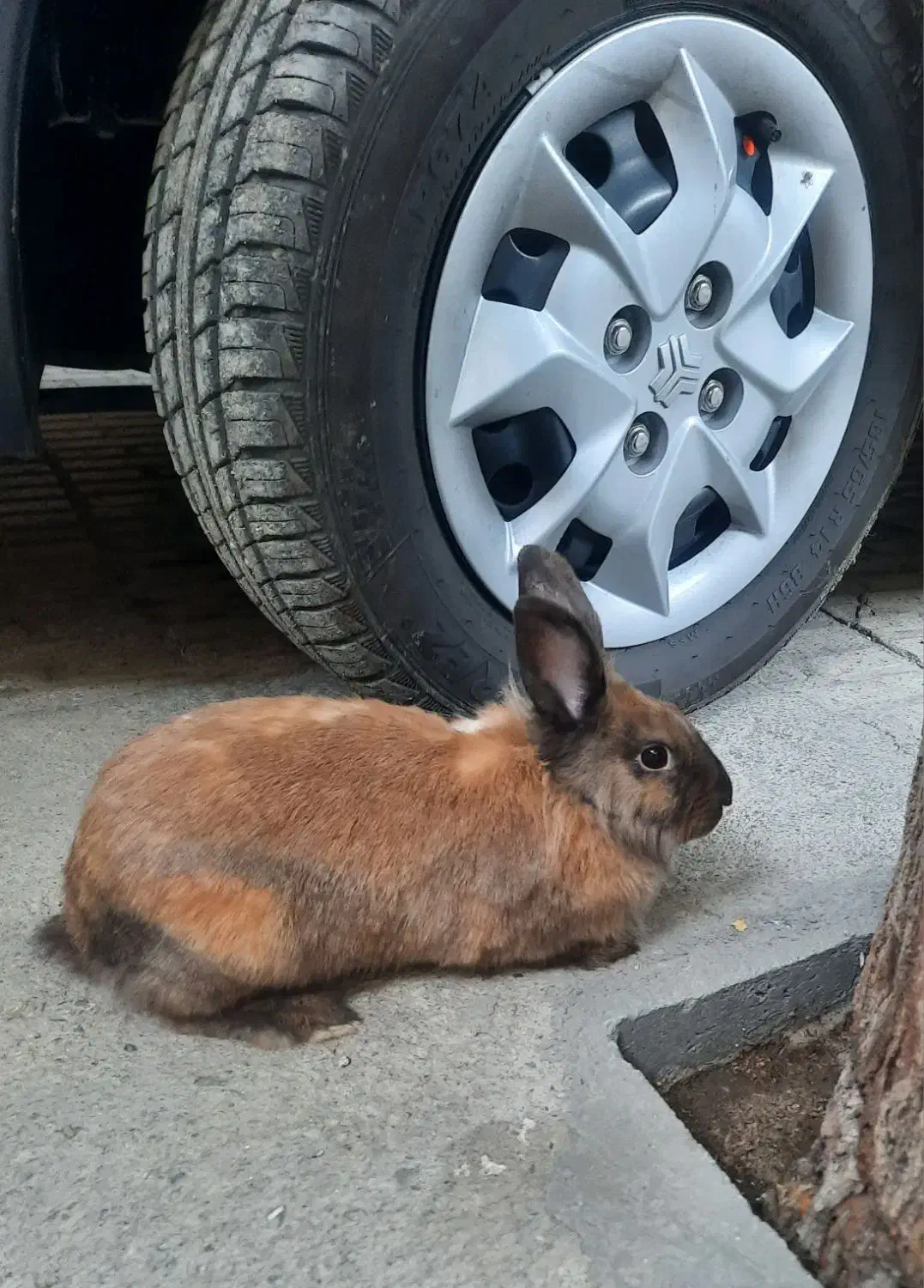 خرگوش جرسی|موش و خرگوش|ملایر, |دیوار