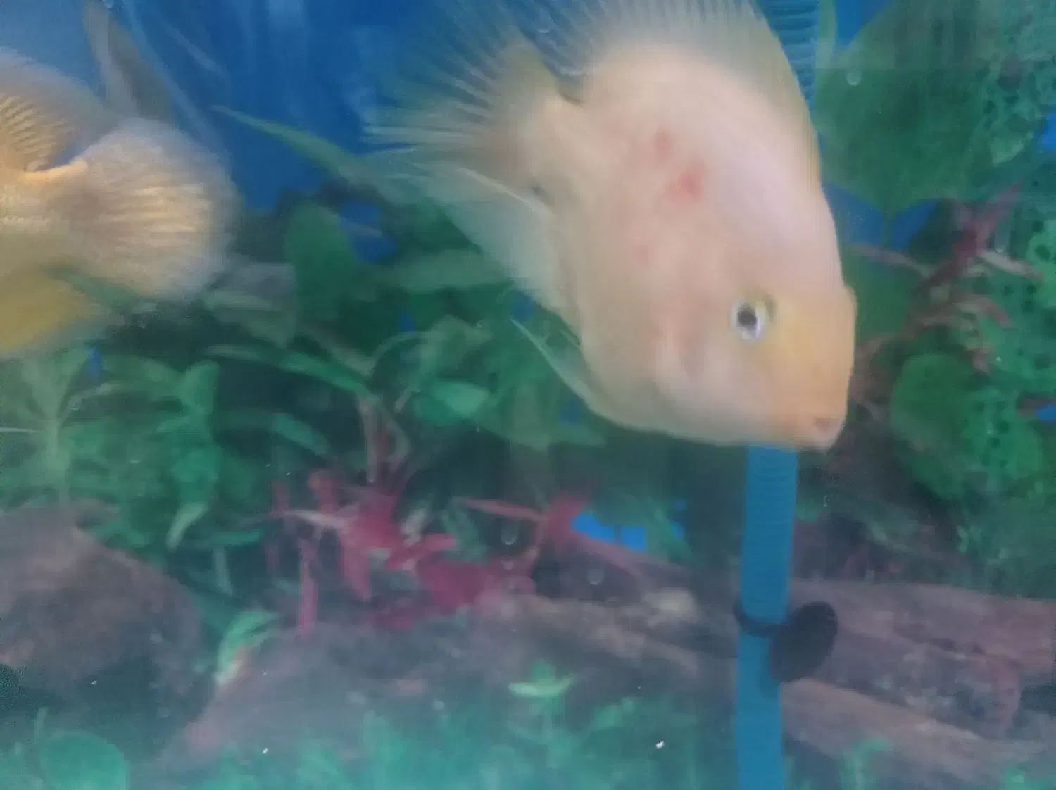 ماهی آکواریومی|ماهی|ایرانشهر, |دیوار