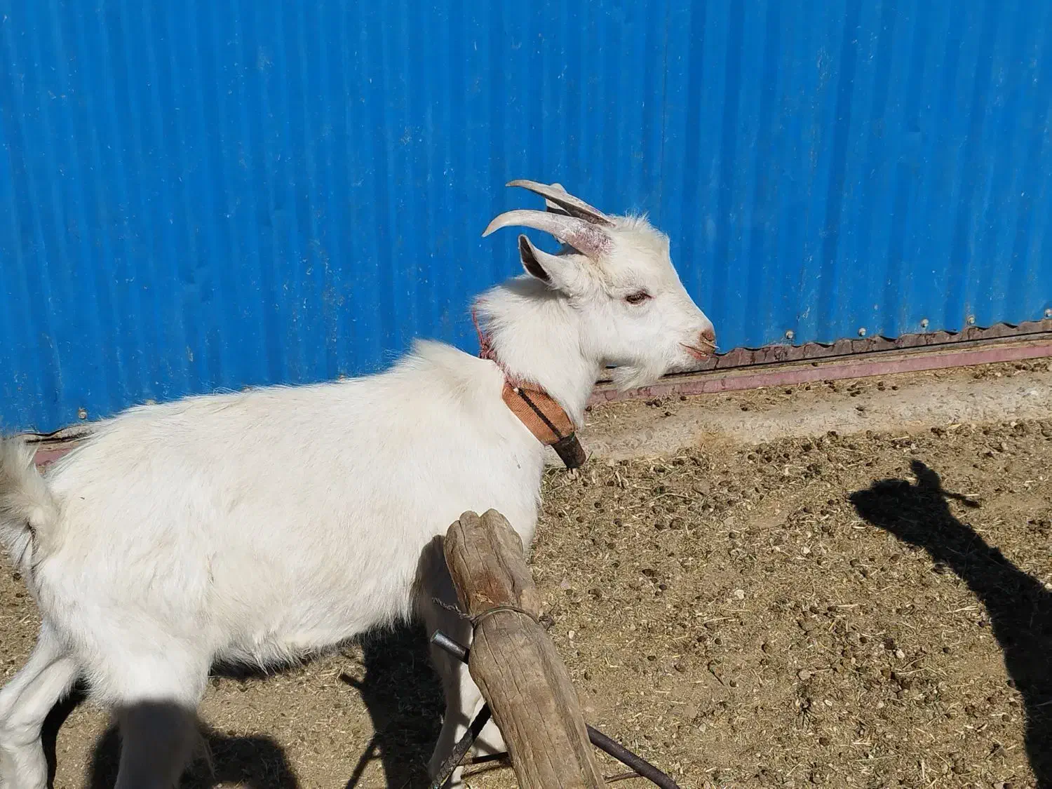 بز سانن و دوعدد بزغاله سانن|حیوانات مزرعه|بروجن, |دیوار