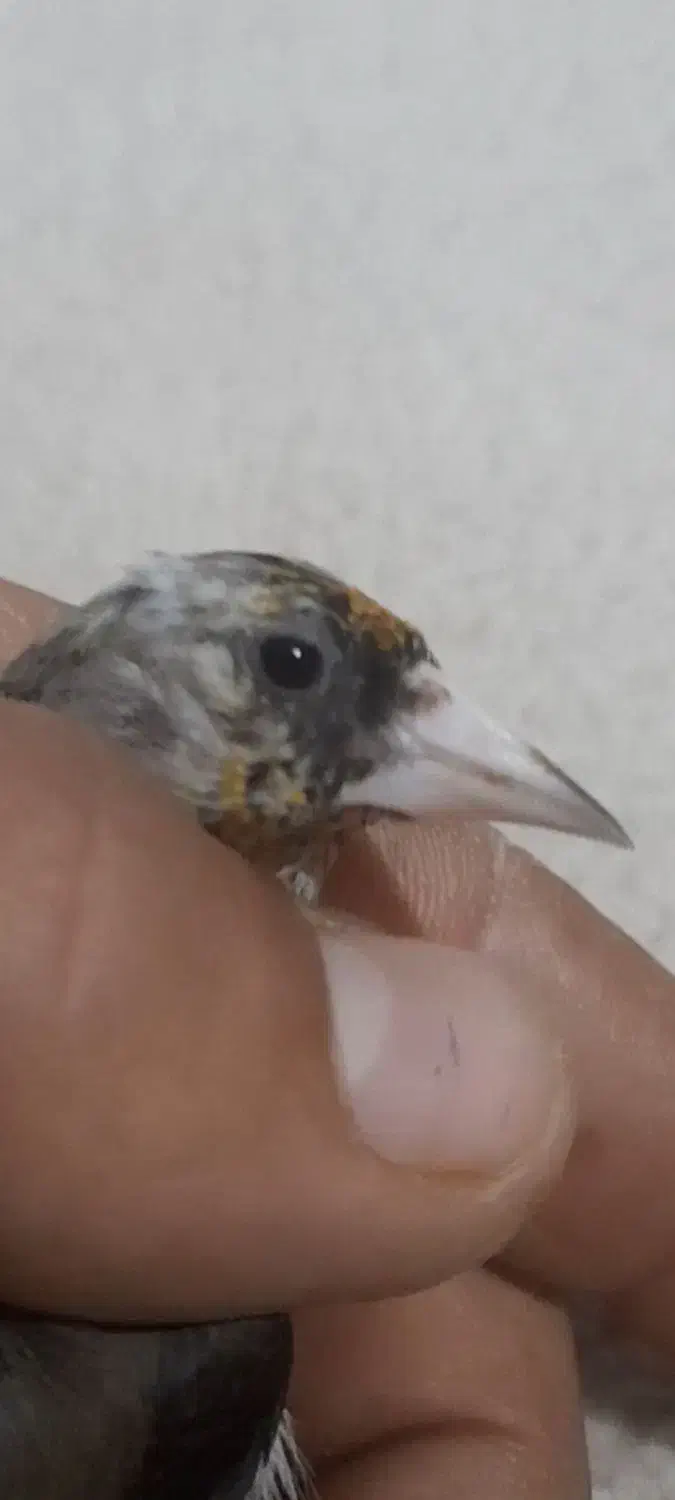 سهره|پرنده|ایذه, |دیوار