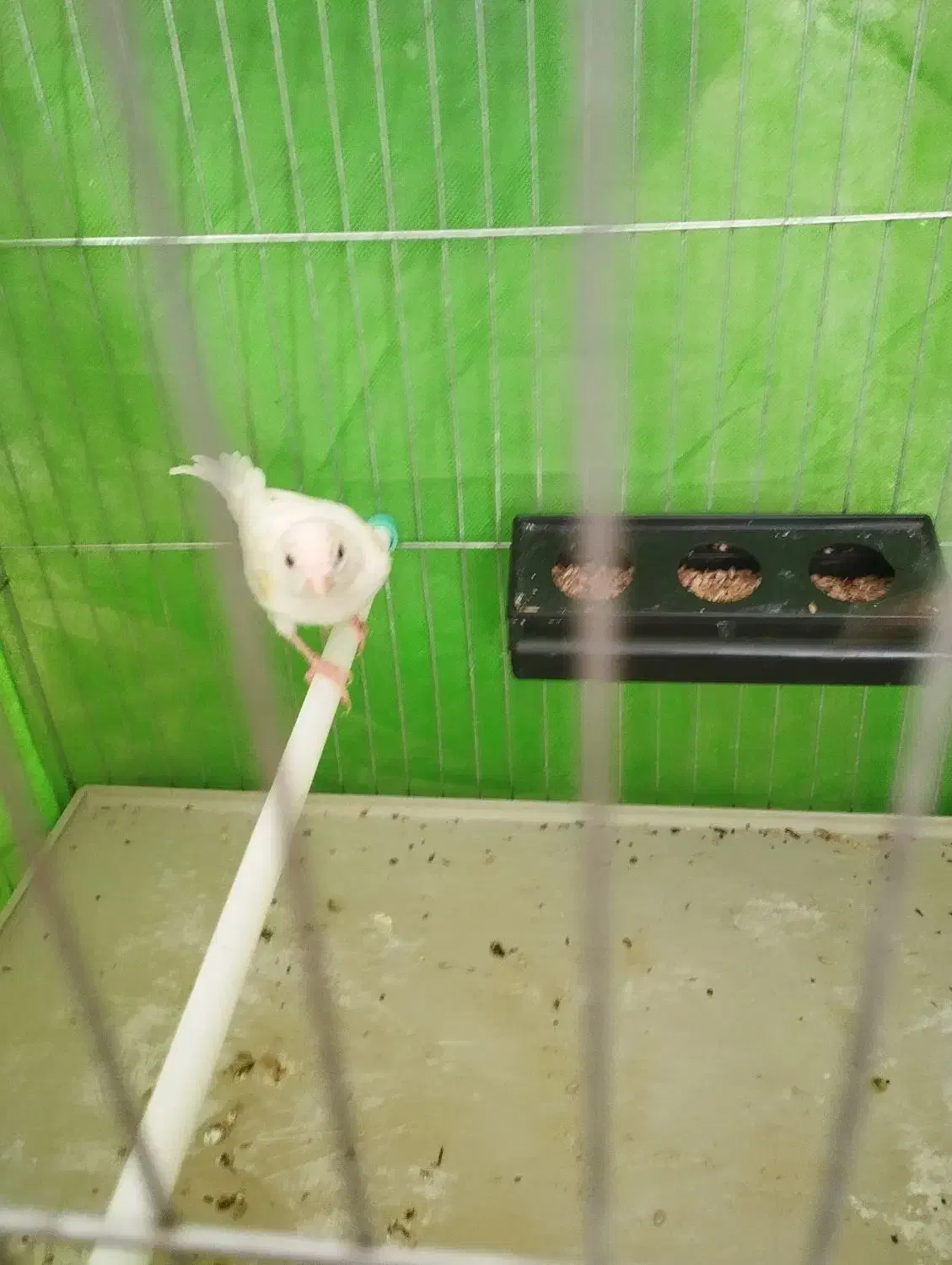 ماده قناری|پرنده|رفسنجان, |دیوار