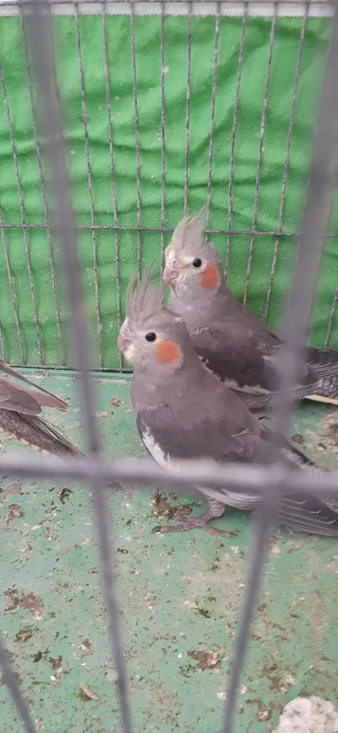 عروس هلندی|پرنده|اردبیل, |دیوار