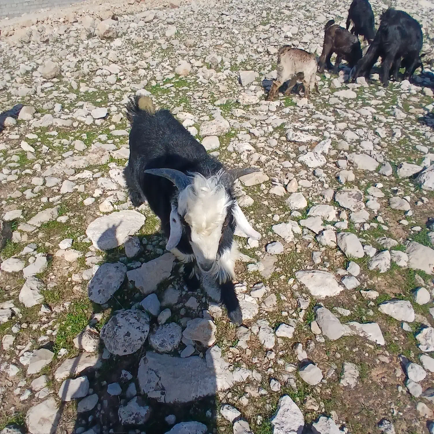 بزغاله|حیوانات مزرعه|اندیمشک, |دیوار