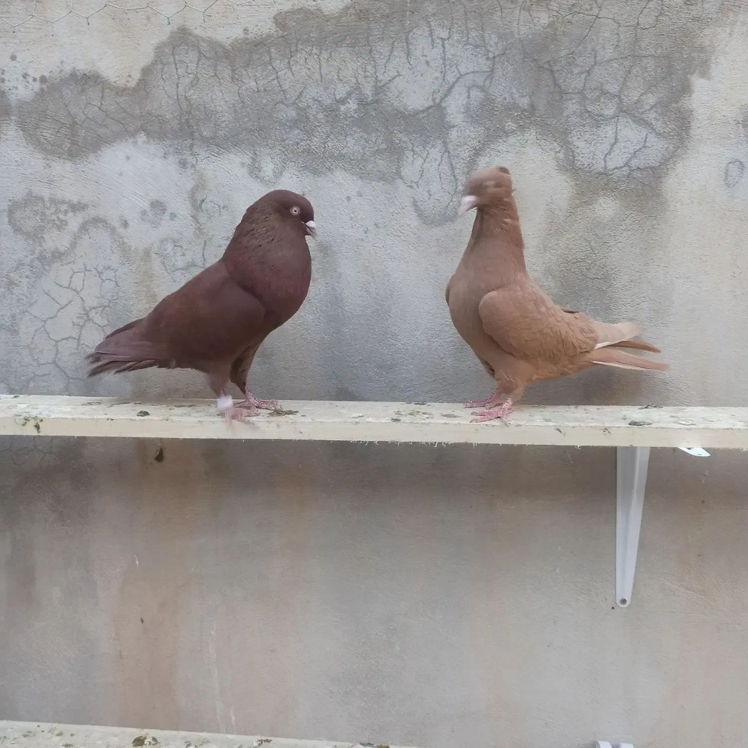 زرد وسرخ کاکلی|پرنده|کنگاور, |دیوار