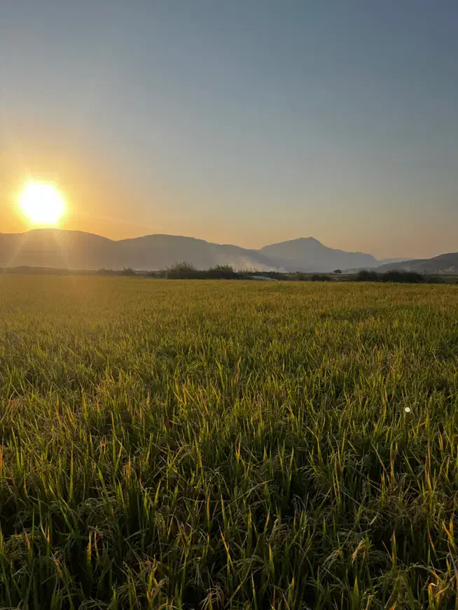 چلتوک|عمده‌فروشی|نورآباد ممسنی, |دیوار