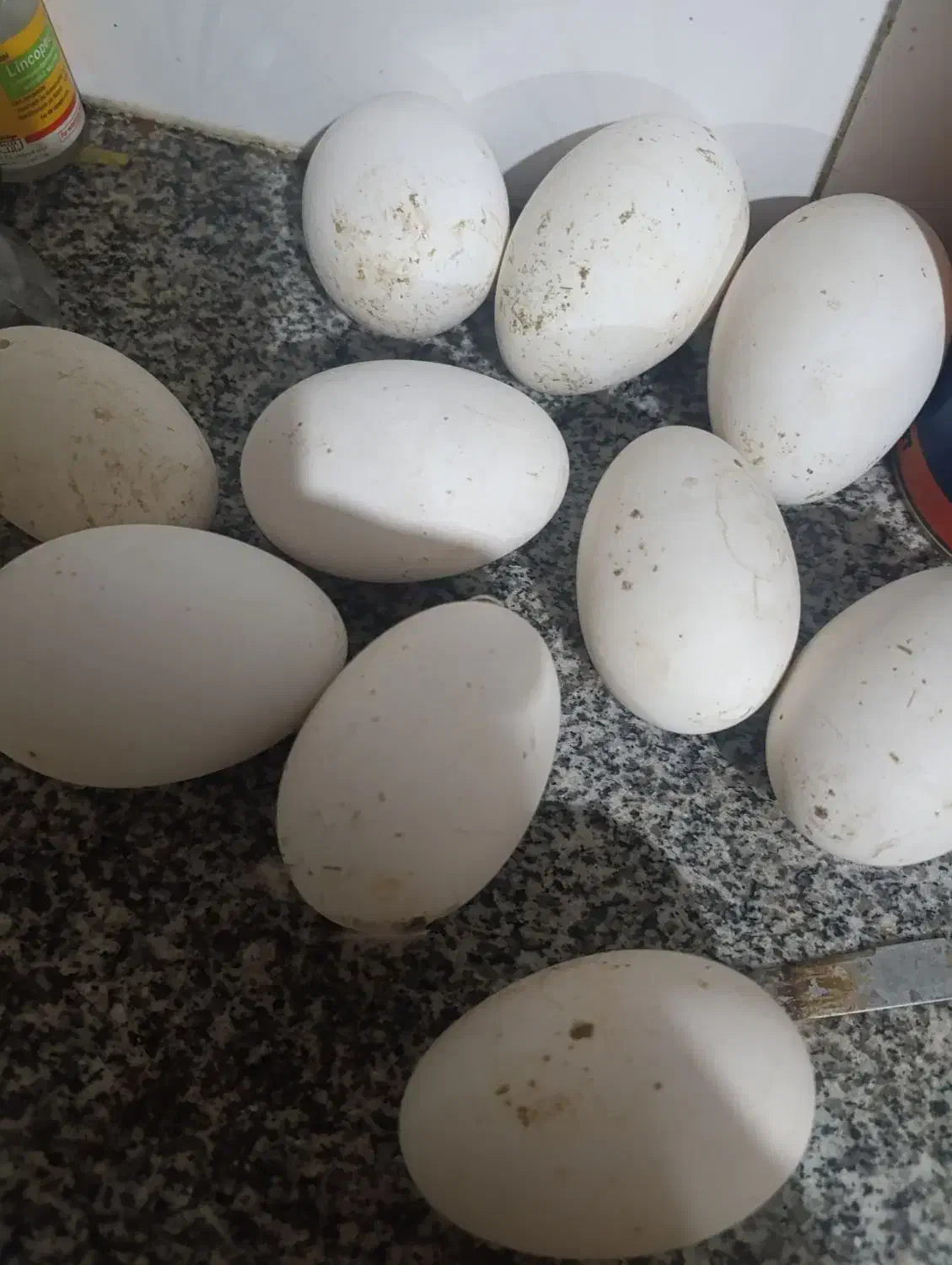 تخم قوغاز بی نطفه . چناران .|حیوانات مزرعه|مشهد, توس (بلوار توس)|دیوار