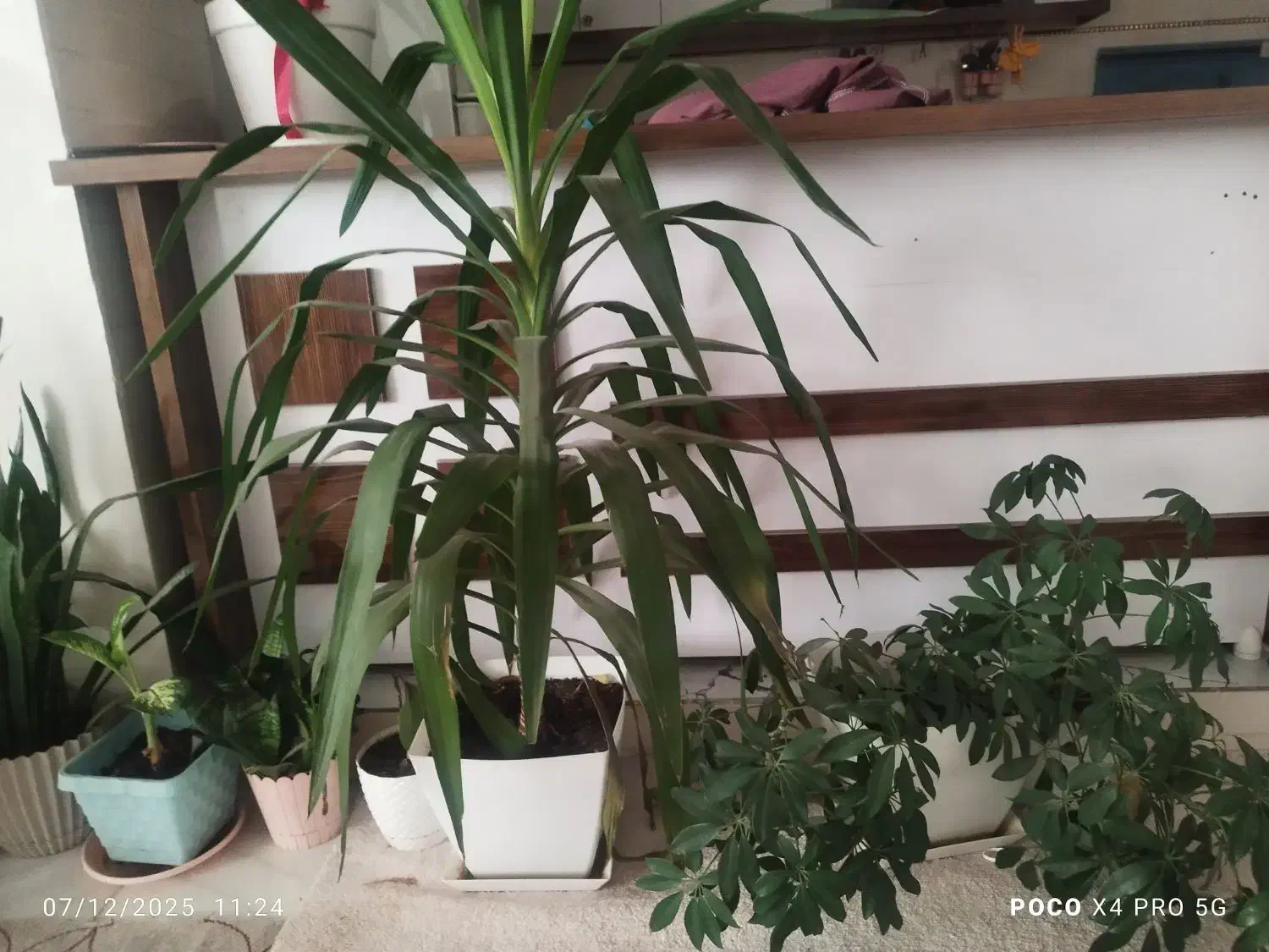 گل طبیعی|گل و گیاه طبیعی|یاسوج, |دیوار