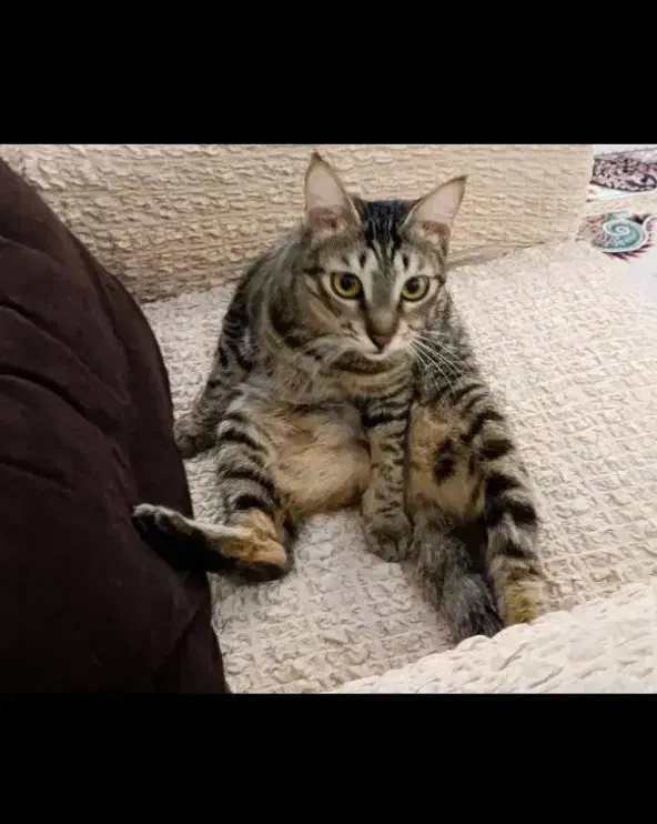 واگذاری گربه DHS|گربه|رشت, سعدی (تختی)|دیوار