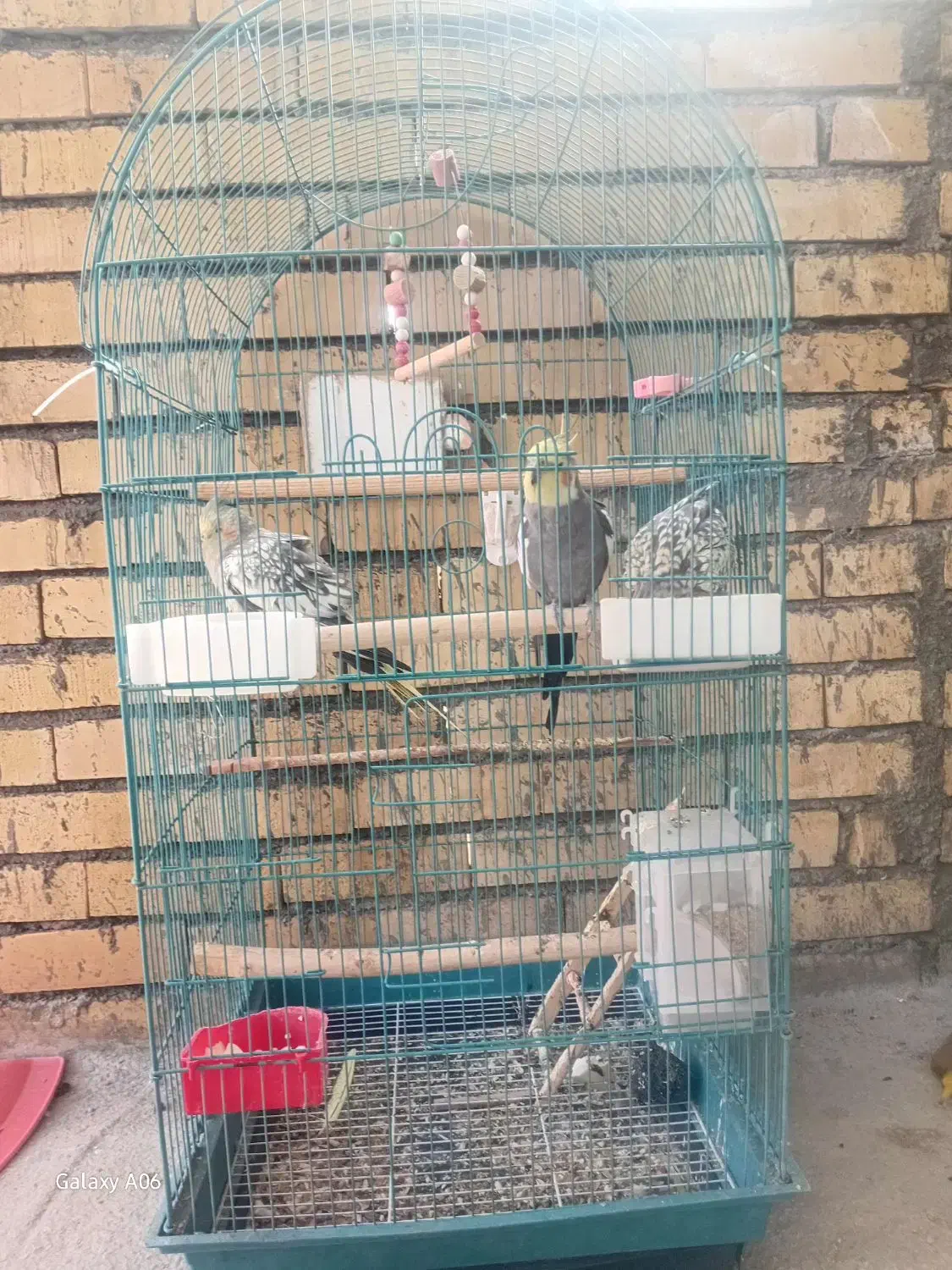 عروس هلندی|پرنده|سرپل ذهاب, |دیوار