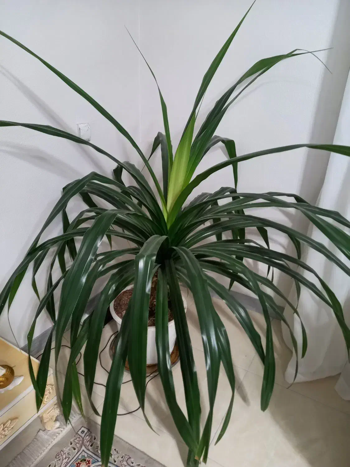 گل پاندانوس بزرگ|گل و گیاه طبیعی|شاهینشهر, خانه کارگر|دیوار