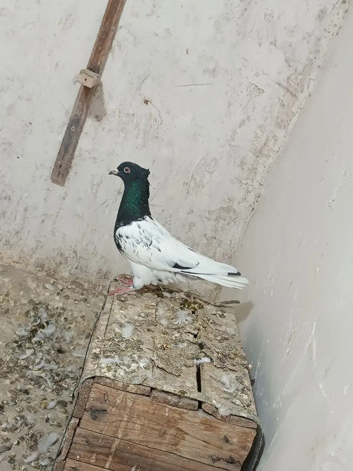 کبوتر کله ماده|پرنده|بجنورد, |دیوار