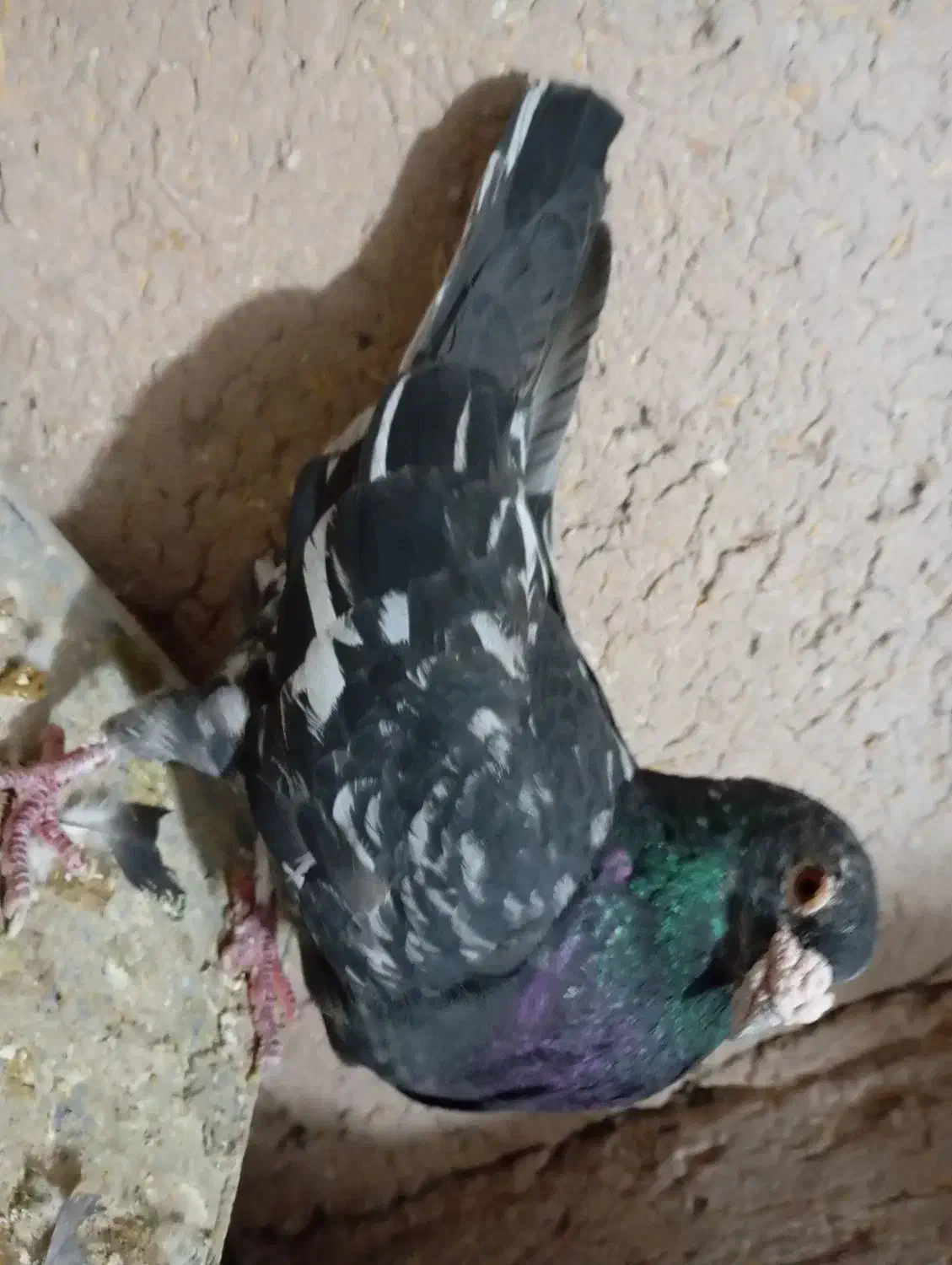 کفتر|پرنده|زرند, |دیوار