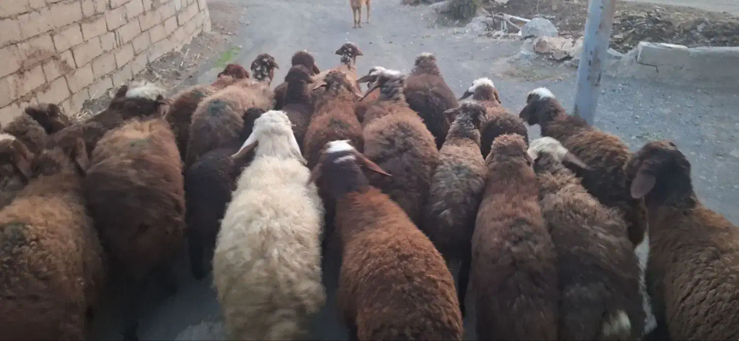 بره|حیوانات مزرعه|مریوان, |دیوار