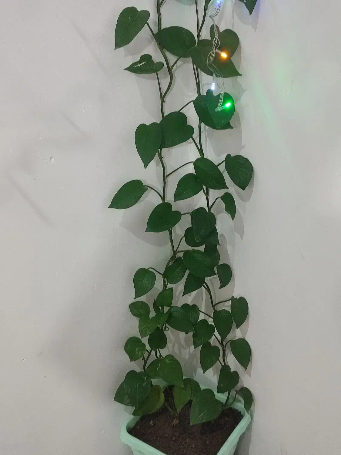 گل پتوس طبیعی|گل و گیاه طبیعی|صباشهر, |دیوار