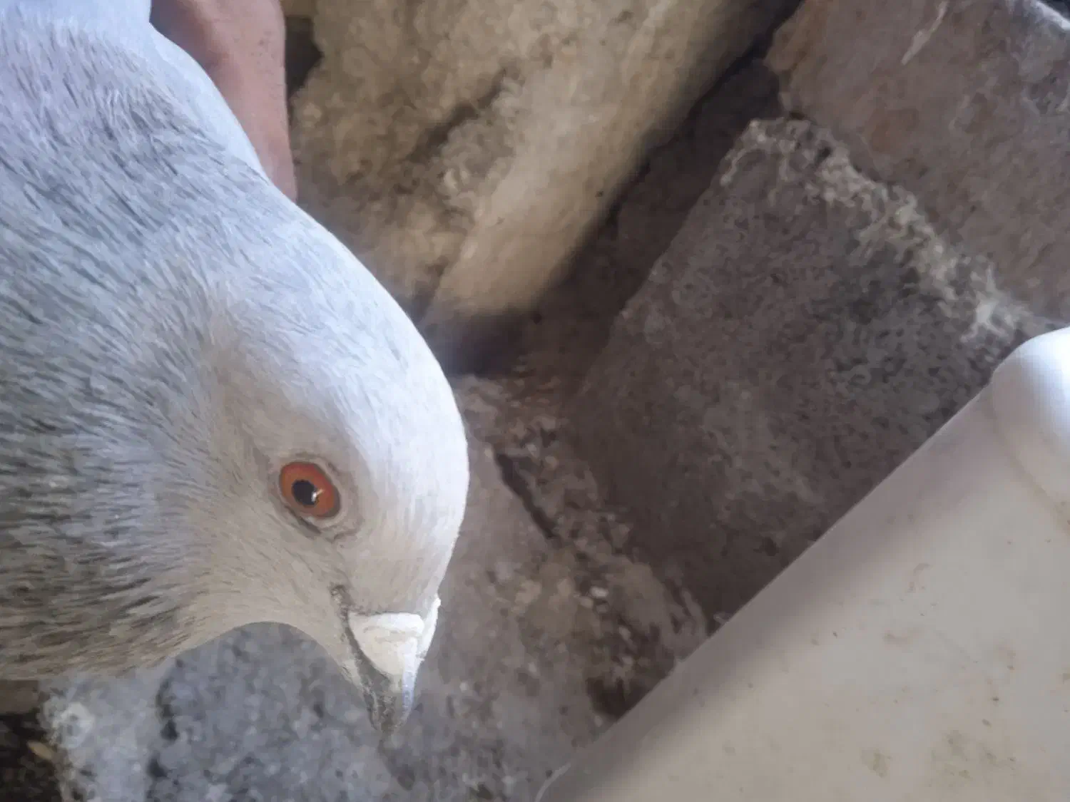 الماسی خط سفید|پرنده|فراشبند, |دیوار