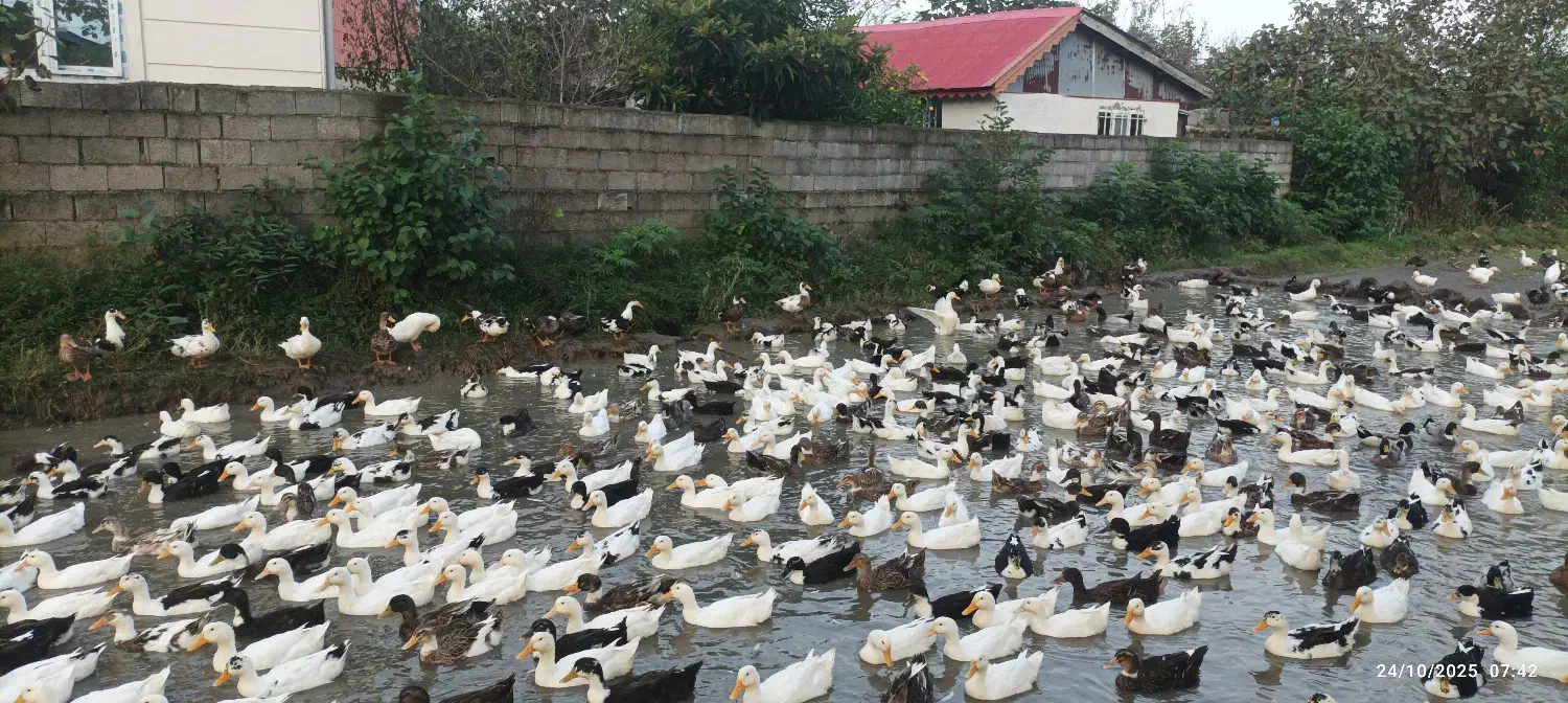 اردک بزرگ|حیوانات مزرعه|رضوانشهر, |دیوار