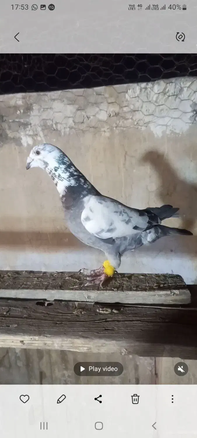 بزک سبز پلاکی|پرنده|شیراز, تندگویان|دیوار