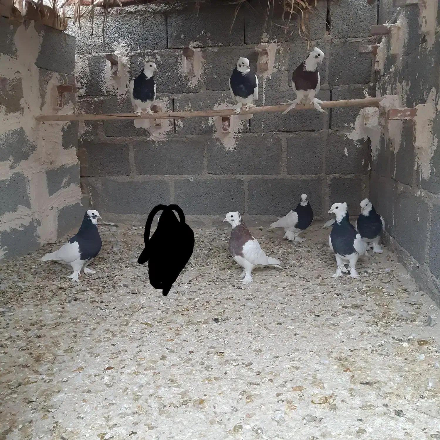 تعدای طوق سیاه درجه یک مشتری واقعی تماس|پرنده|داراب, |دیوار