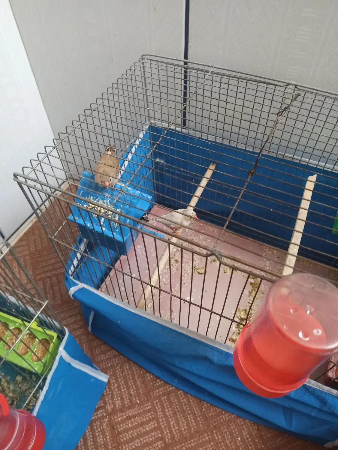 یک جفت فنچ زبرا|پرنده|مبارکه, |دیوار