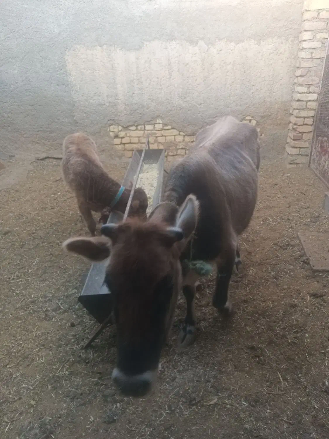 گاو باگوساله|حیوانات مزرعه|دهق, |دیوار