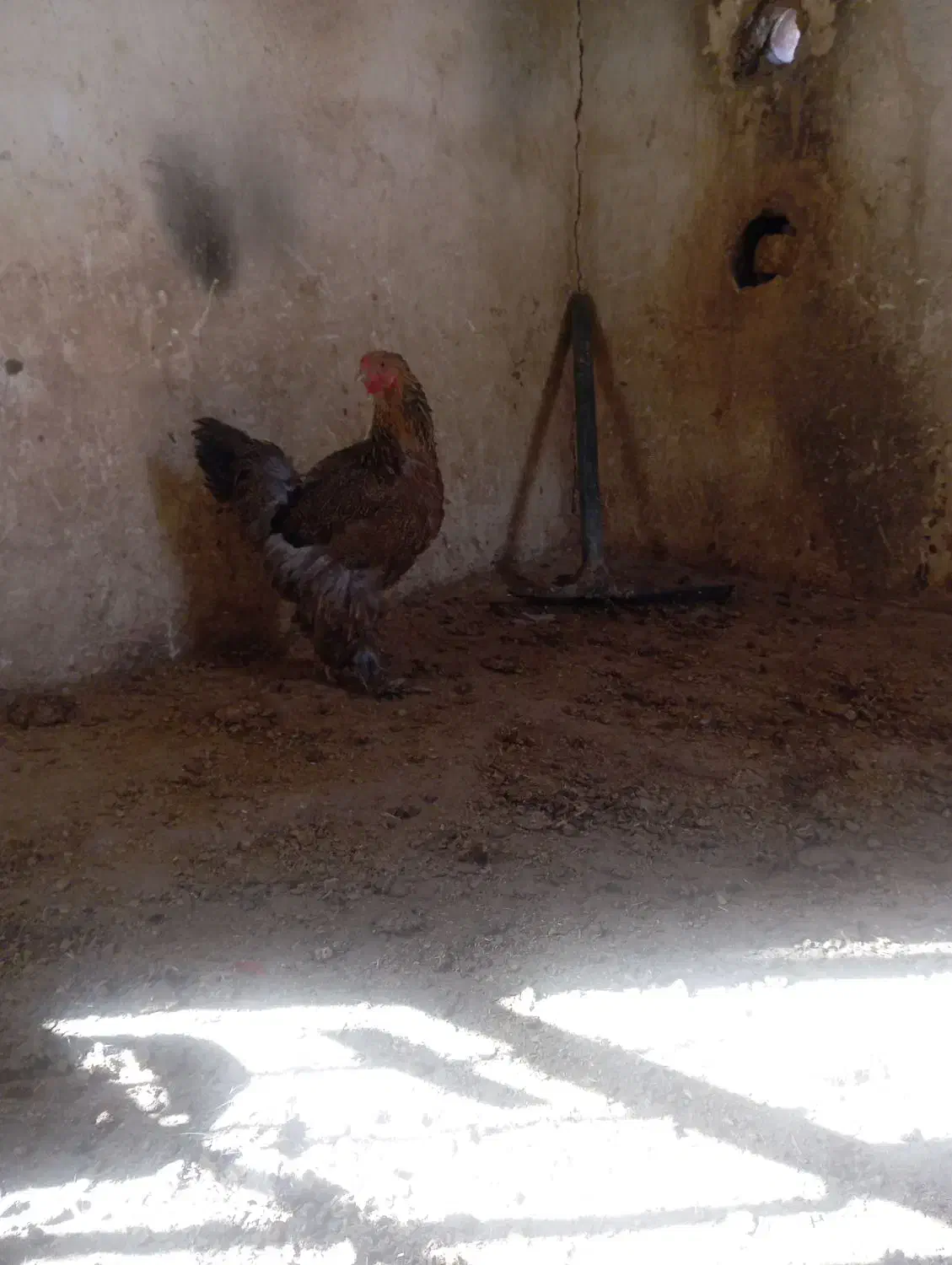 خروس ومرغ برهما|حیوانات مزرعه|برخوار, |دیوار