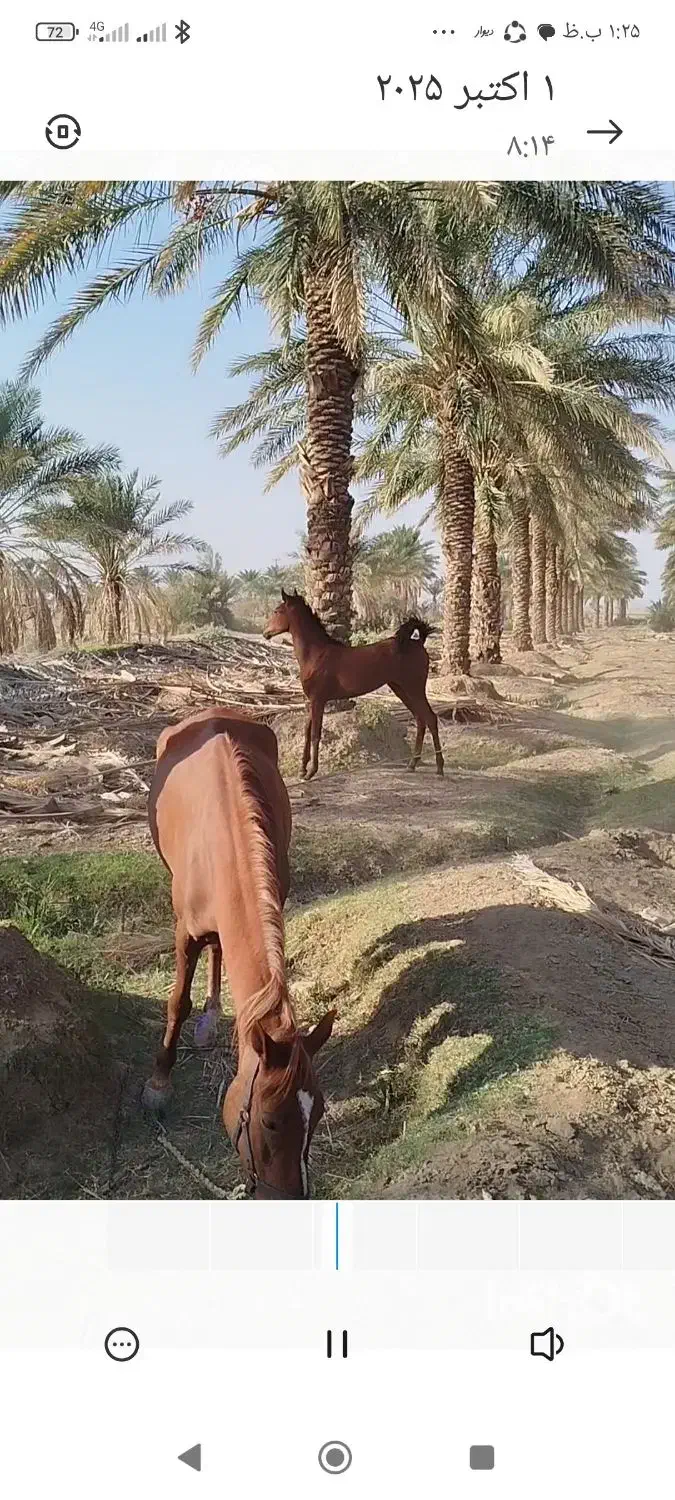 اسب مادیان|اسب و تجهیزات اسبسواری|قلعه گنج, |دیوار