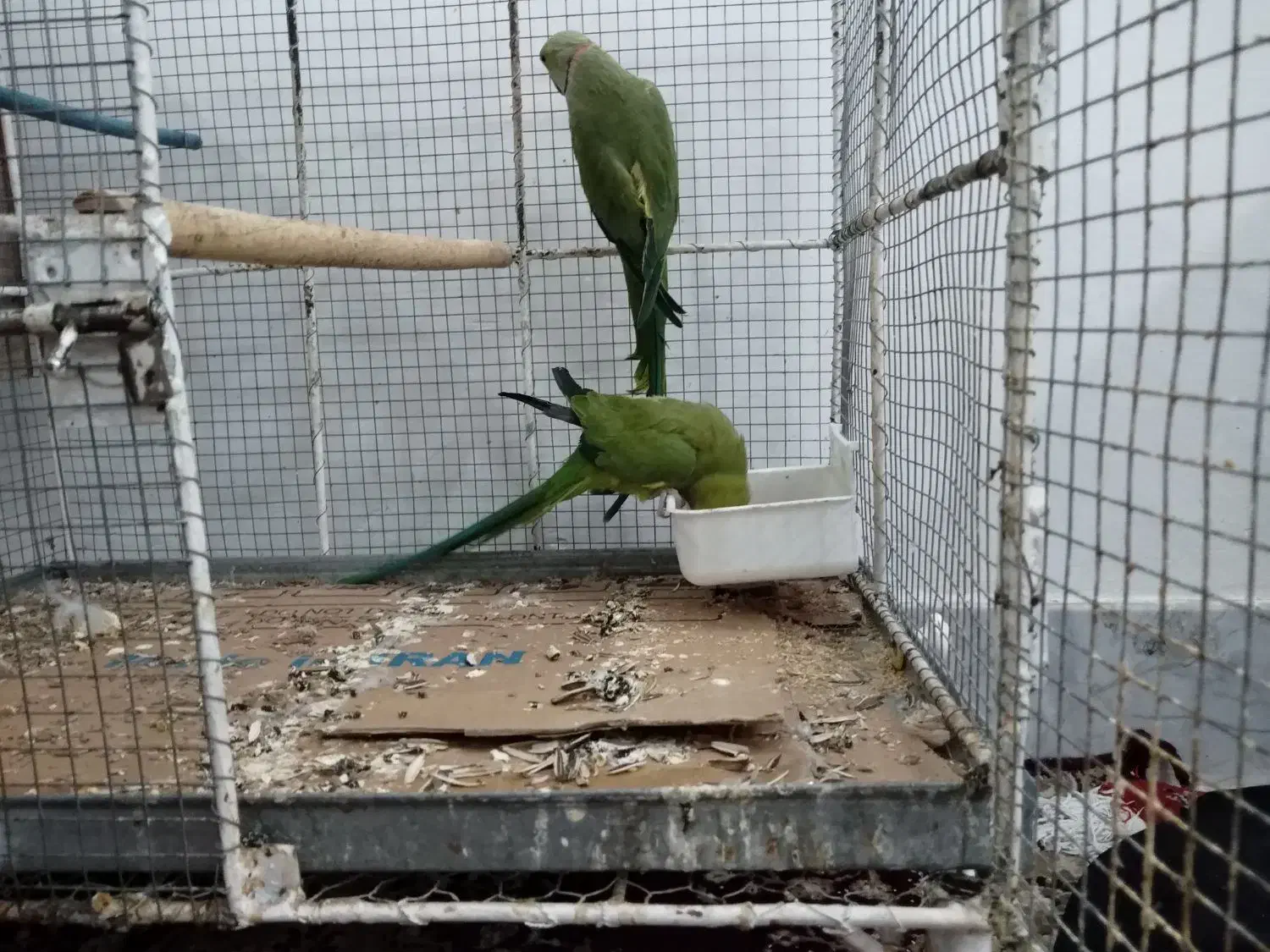 طوطی ملنگو|پرنده|قم, در بهشت|دیوار