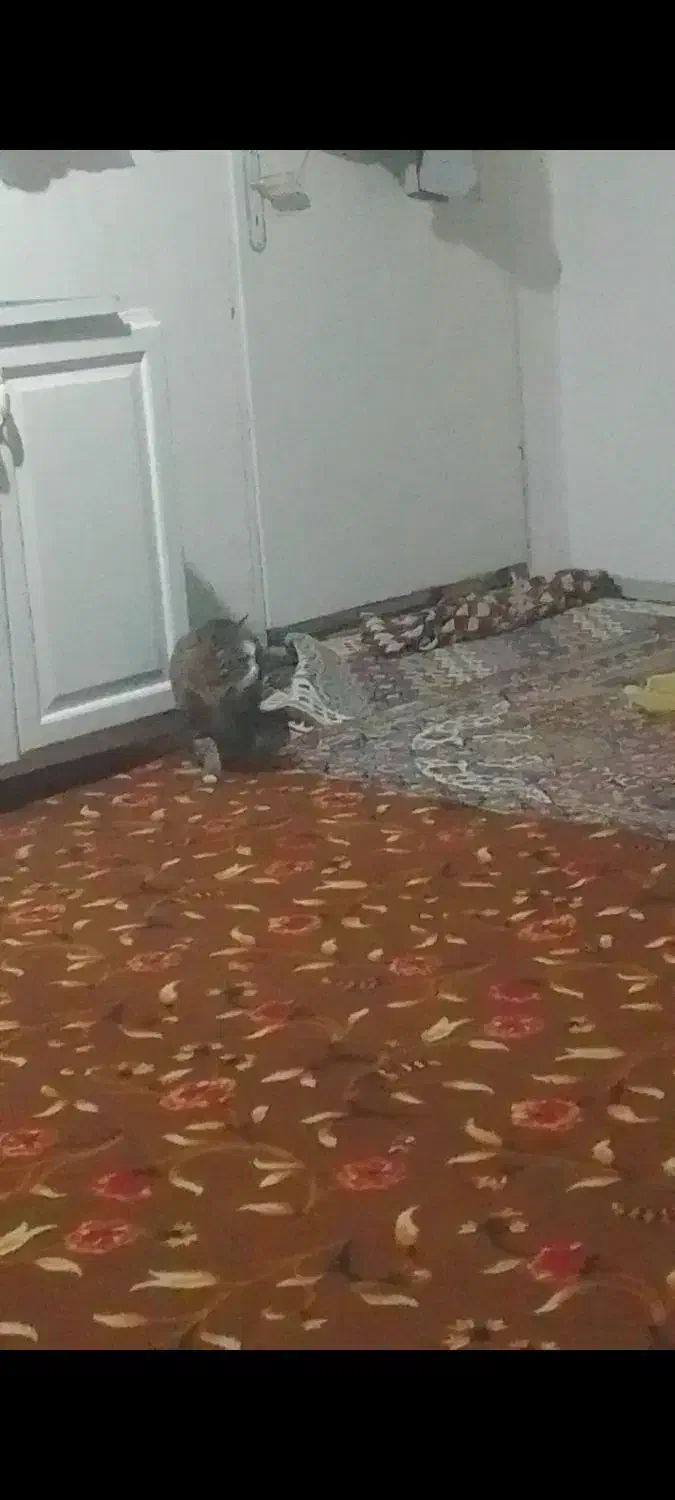 گربه گم شده|حیوانات|کرج, کوی زنبق|دیوار