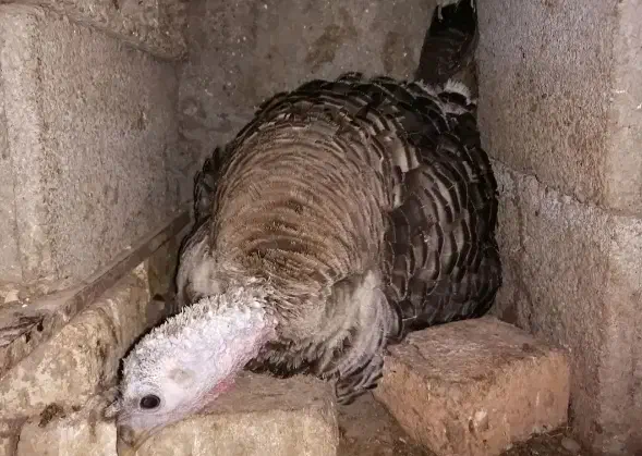 بوقلمون ماده کرچ و بوقلمون نر|حیوانات مزرعه|قم, آزادگان|دیوار