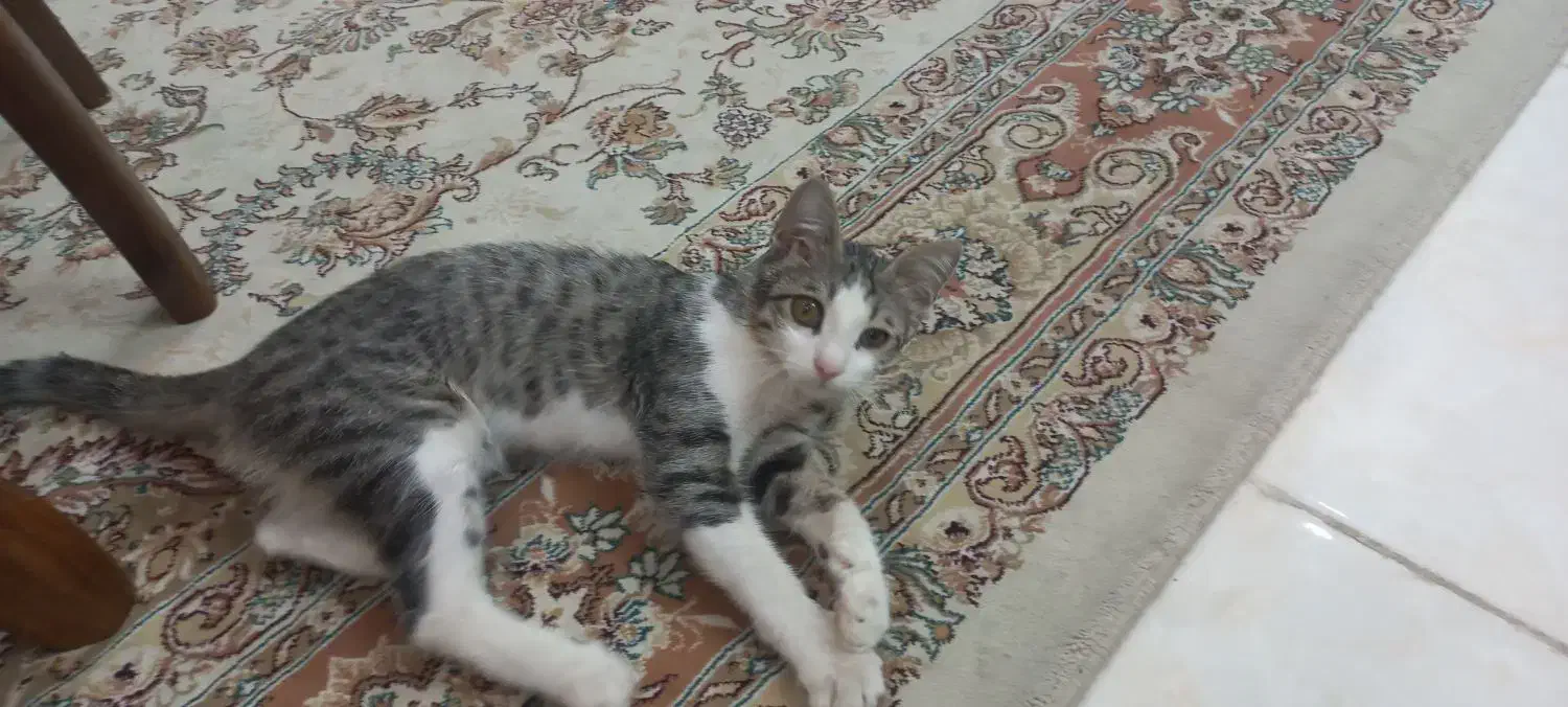 گربه ملوس|گربه|قم, شاه سید علی|دیوار