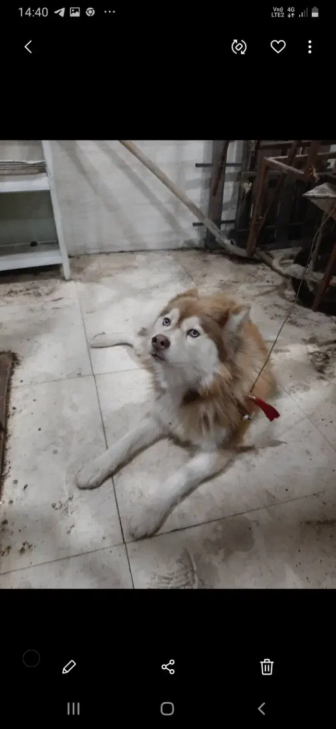 سگ هاسکی|سگ|گرمی, |دیوار