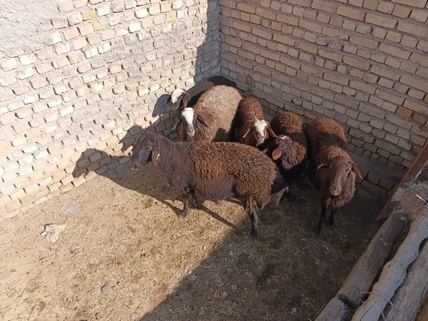 شیشک میش بره دار|حیوانات مزرعه|بشاریات, |دیوار