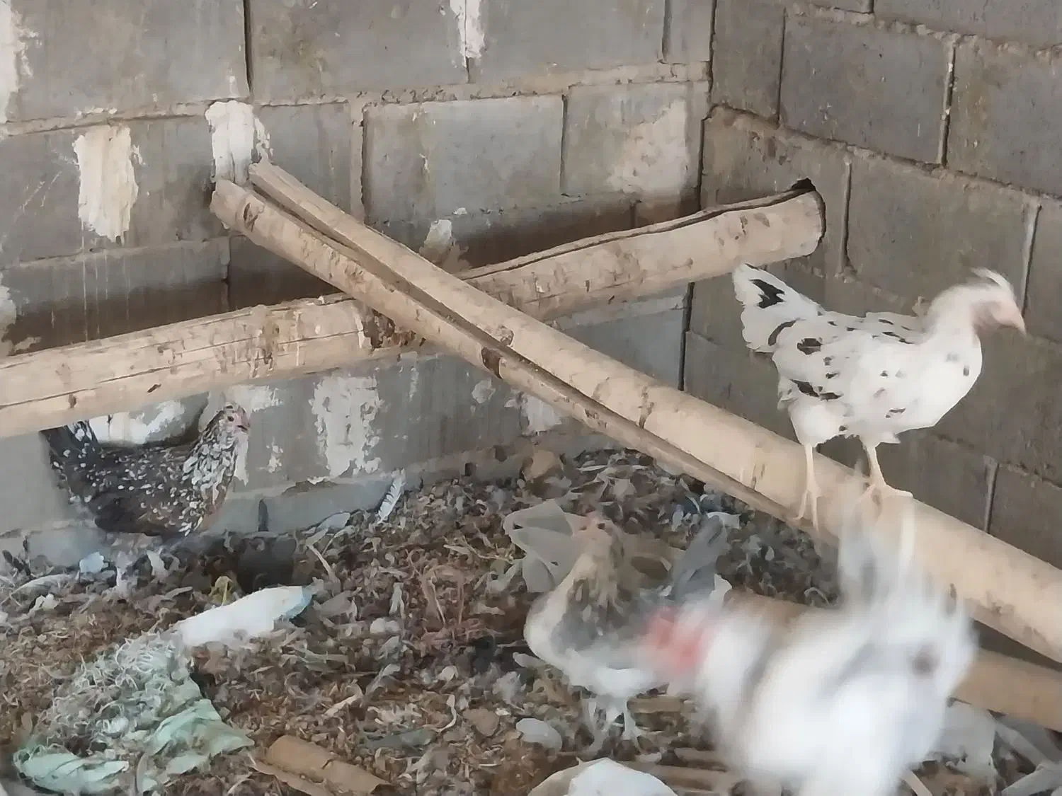 تخم مرغ نطفه دار گلین|حیوانات مزرعه|شهرضا, |دیوار