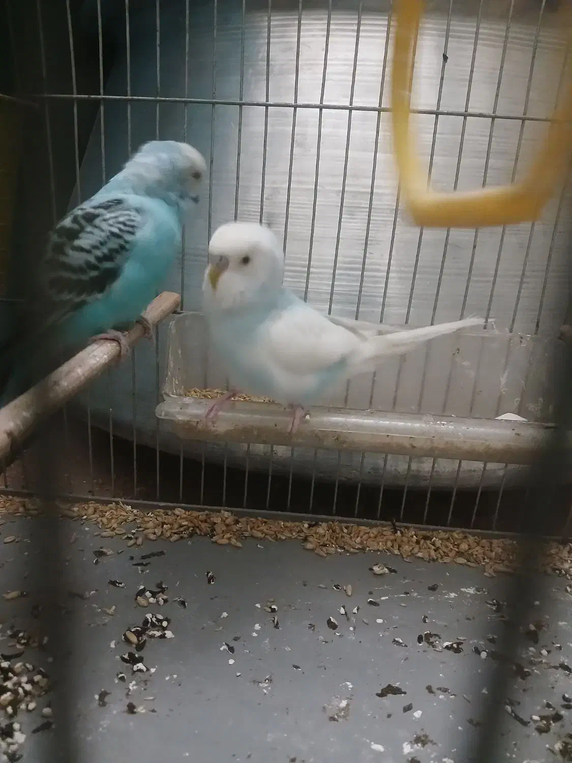 مرغ.عشق جفت سالم سالم|پرنده|هشتگرد, شهرک راه آهن|دیوار