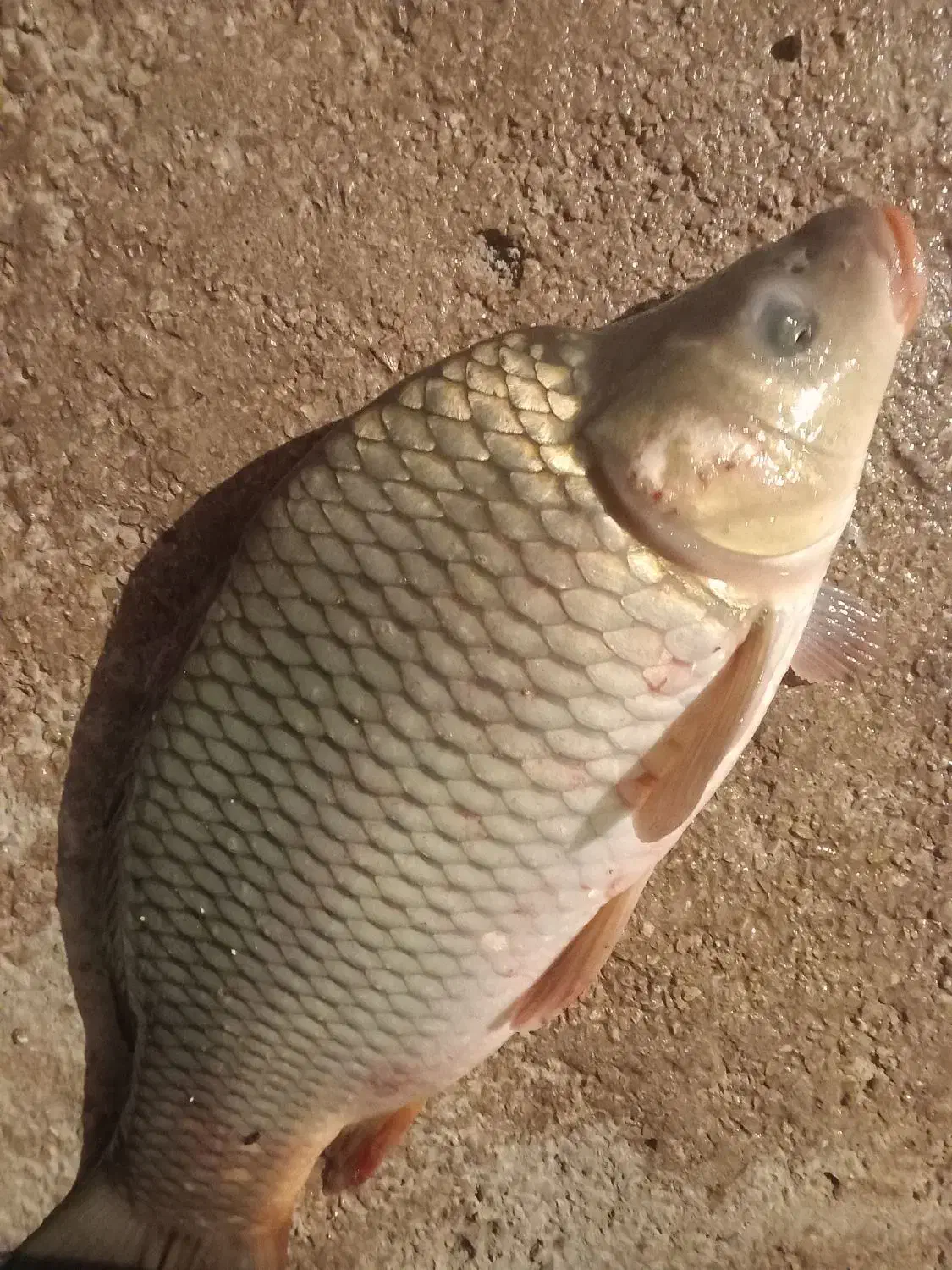 انواع ماهی|ماهی|سرپل ذهاب, |دیوار