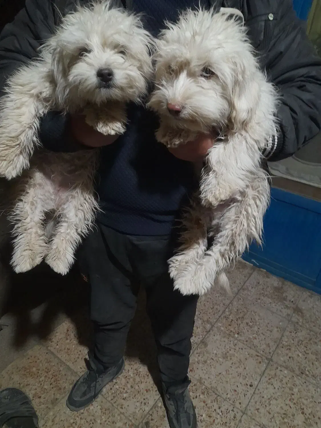 واگذاری دوتا توله پاپی|سگ|داران, |دیوار