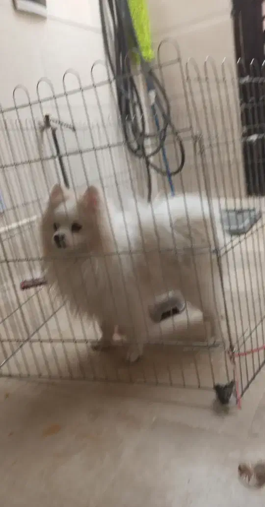 پامر خرسی نر|سگ|پاکدشت, پاکدشت (مامازند)|دیوار