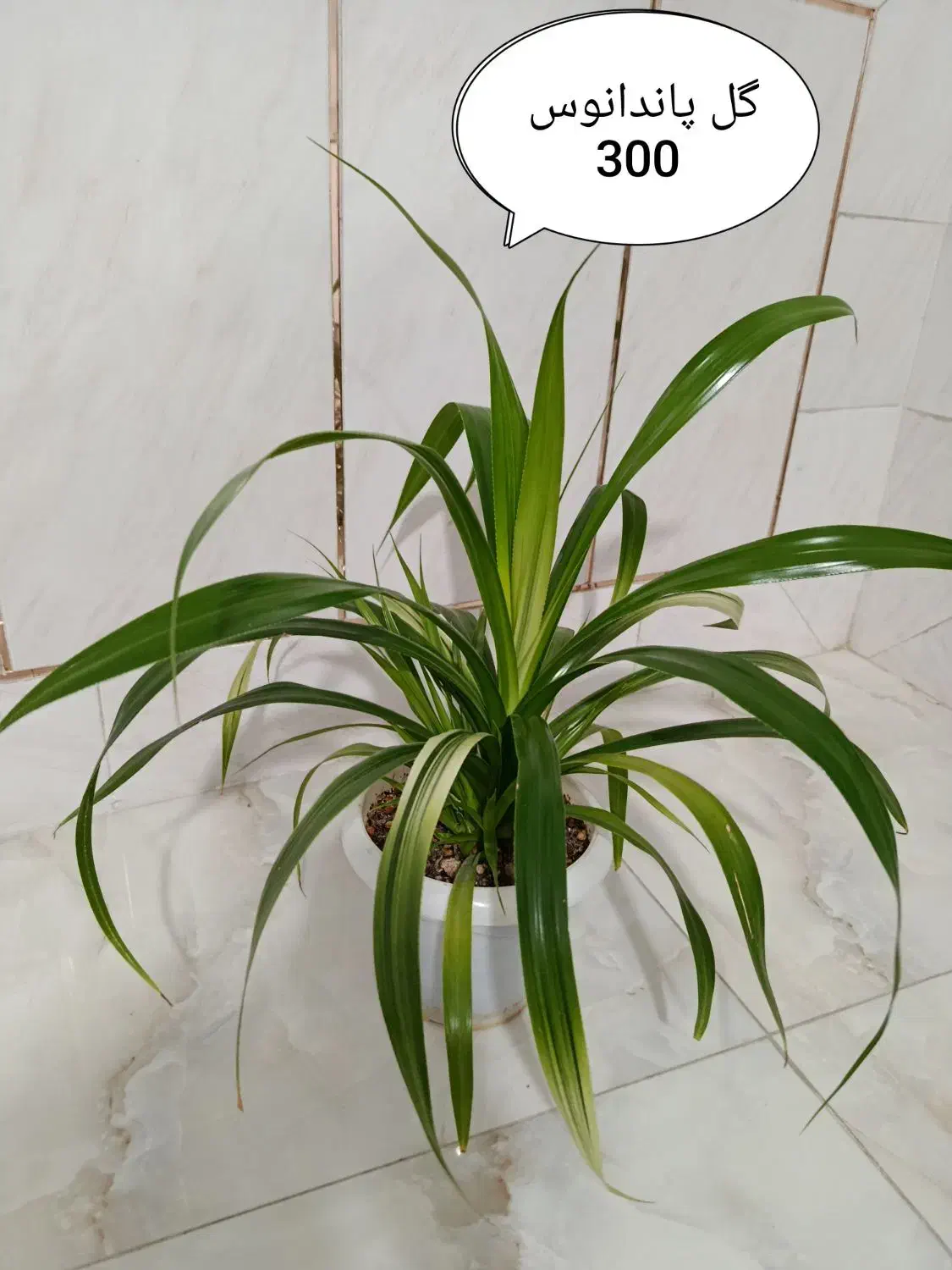 گلهای گرون آینده را الان ارزون بخر|گل و گیاه طبیعی|فلاورجان, |دیوار