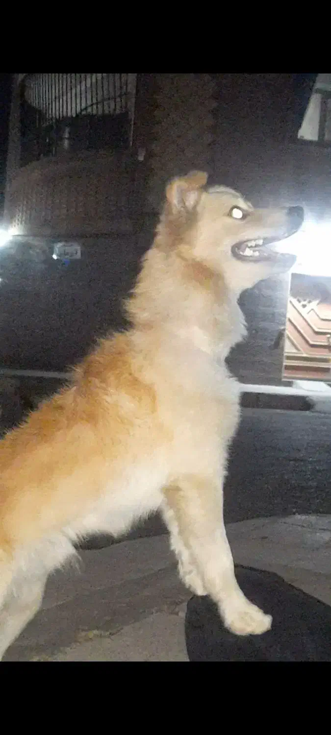 سگ پامر اشپیتز|سگ|دزفول, |دیوار