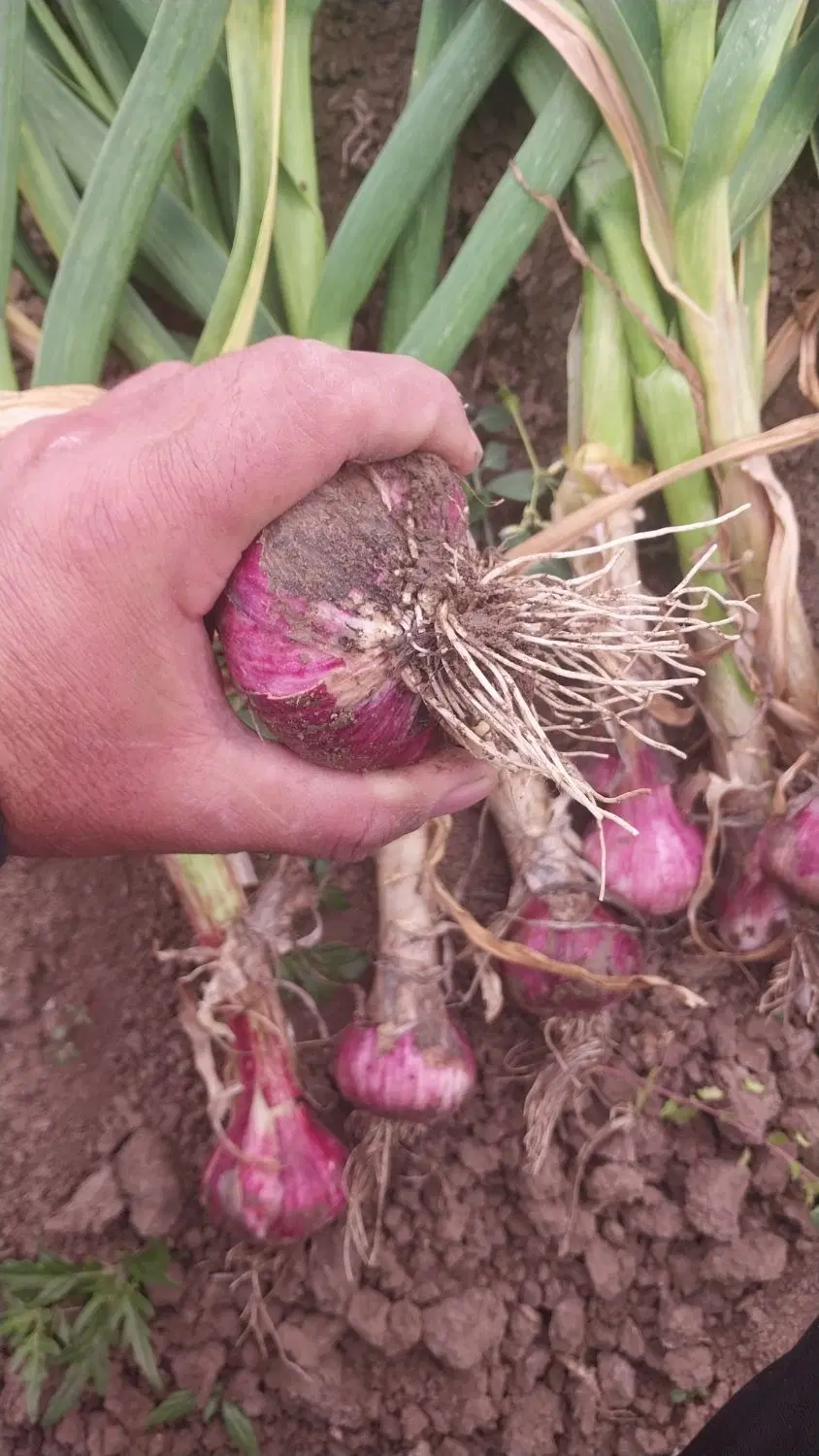سیر|خوردنی و آشامیدنی|اسلام آباد, |دیوار