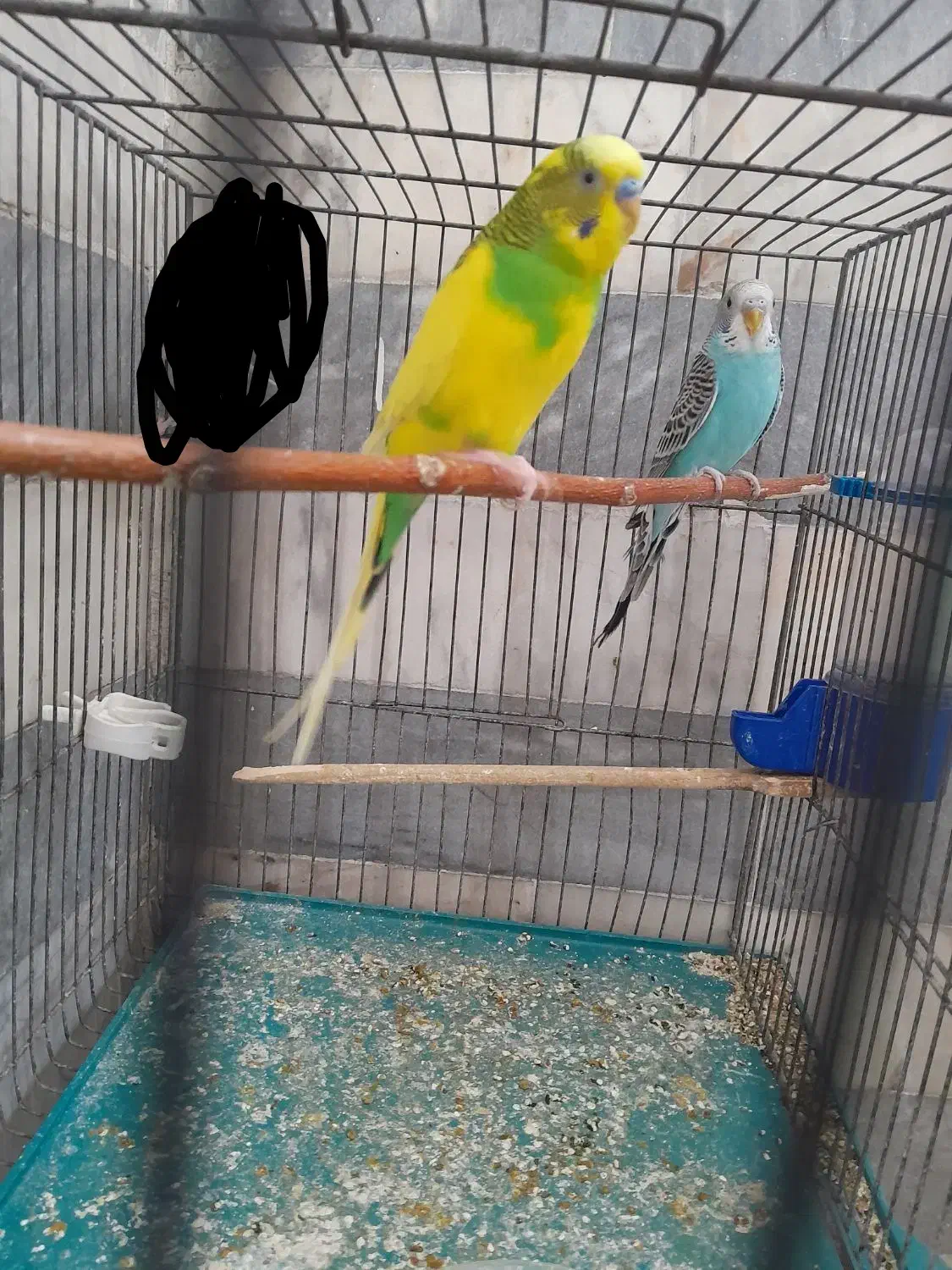 مرغ عشق مولد جوان تخم گذار|پرنده|خمینی‌شهر, |دیوار