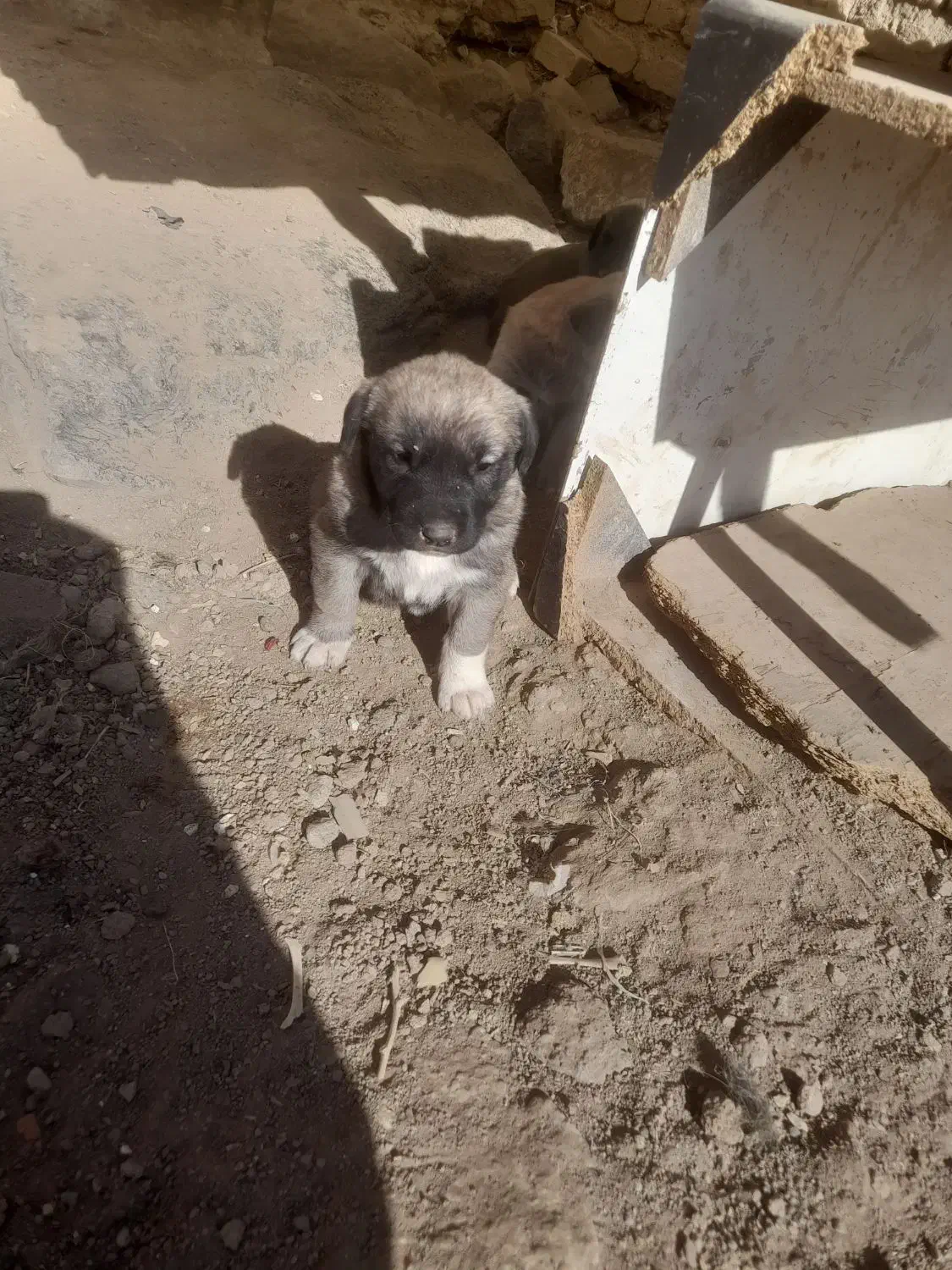 واگزاری|سگ|سراب, |دیوار