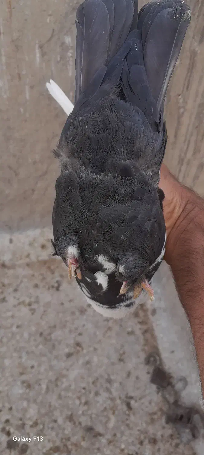 کبوتر ماده دمسیاه|پرنده|بهبهان, |دیوار