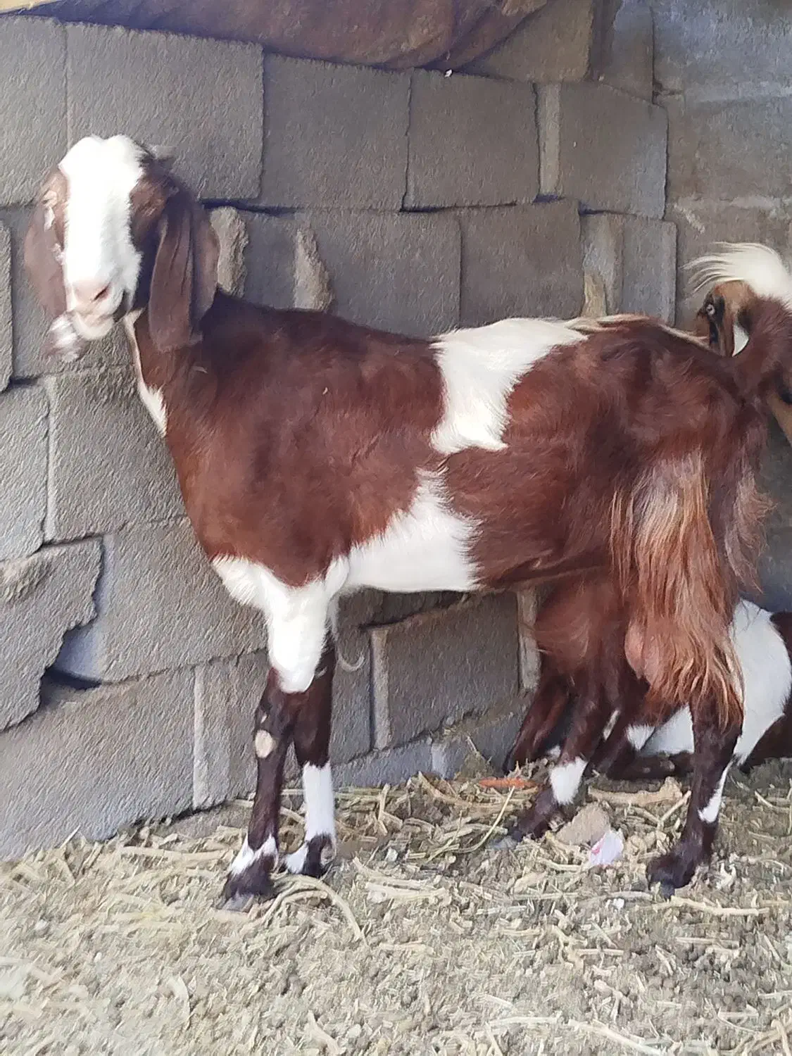 بزکهره|حیوانات مزرعه|کرمان, |دیوار