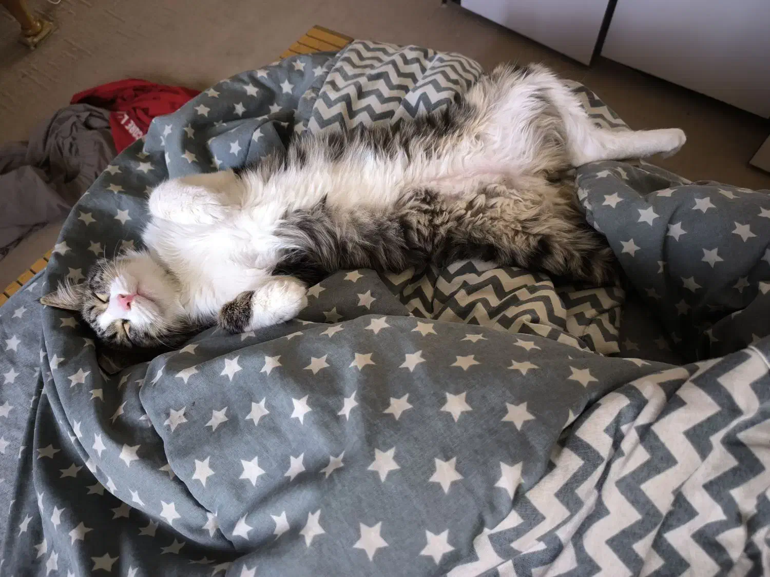 گمشده / اسمش گردو|گربه|پرند, فاز ۳|دیوار